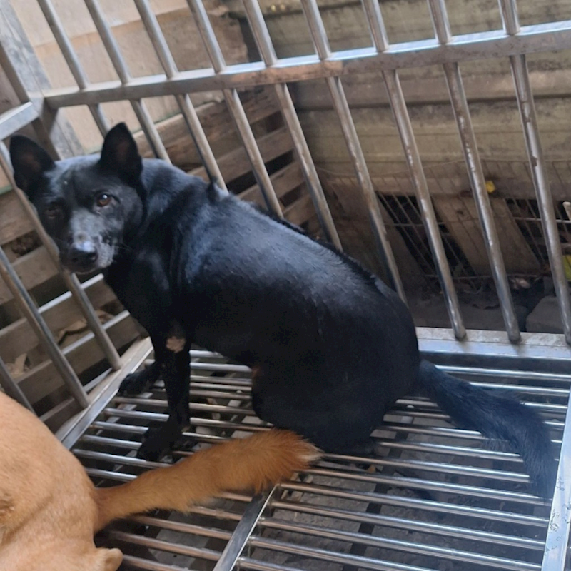 雲林縣流浪動物收容所,編號:204760, 混種犬          