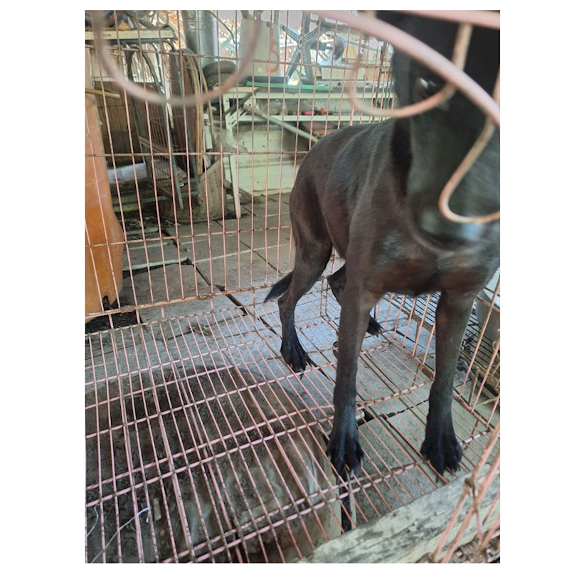 雲林縣流浪動物收容所,編號:106355, 混種犬          