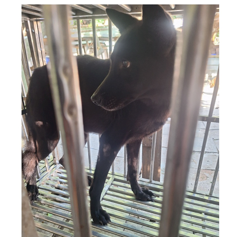 雲林縣流浪動物收容所,編號:106354, 混種犬          