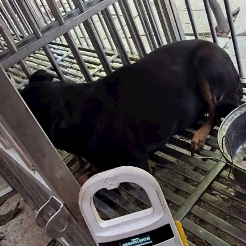 雲林縣流浪動物收容所,編號:97609, 混種犬          