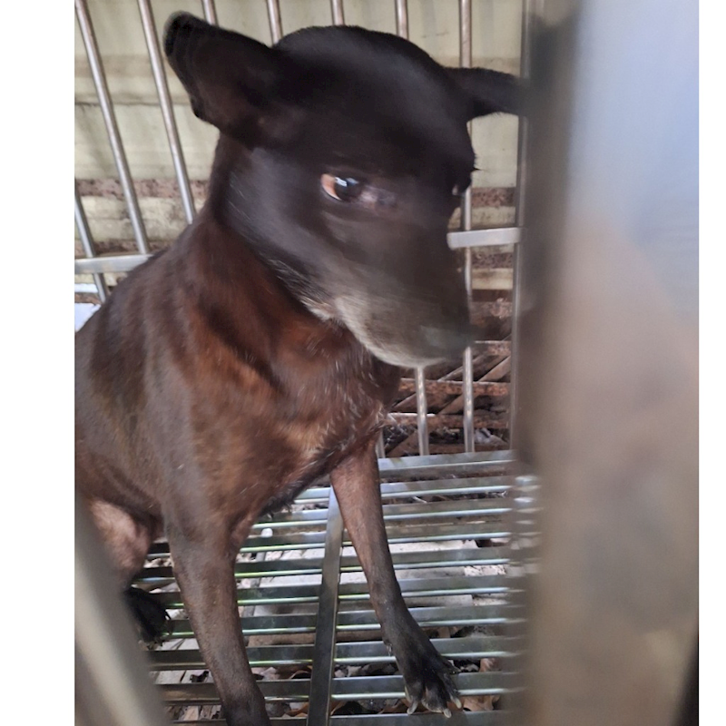 雲林縣流浪動物收容所,編號:97581, 混種犬          