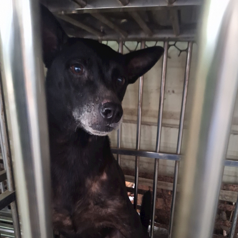 雲林縣流浪動物收容所,編號:97578, 混種犬          