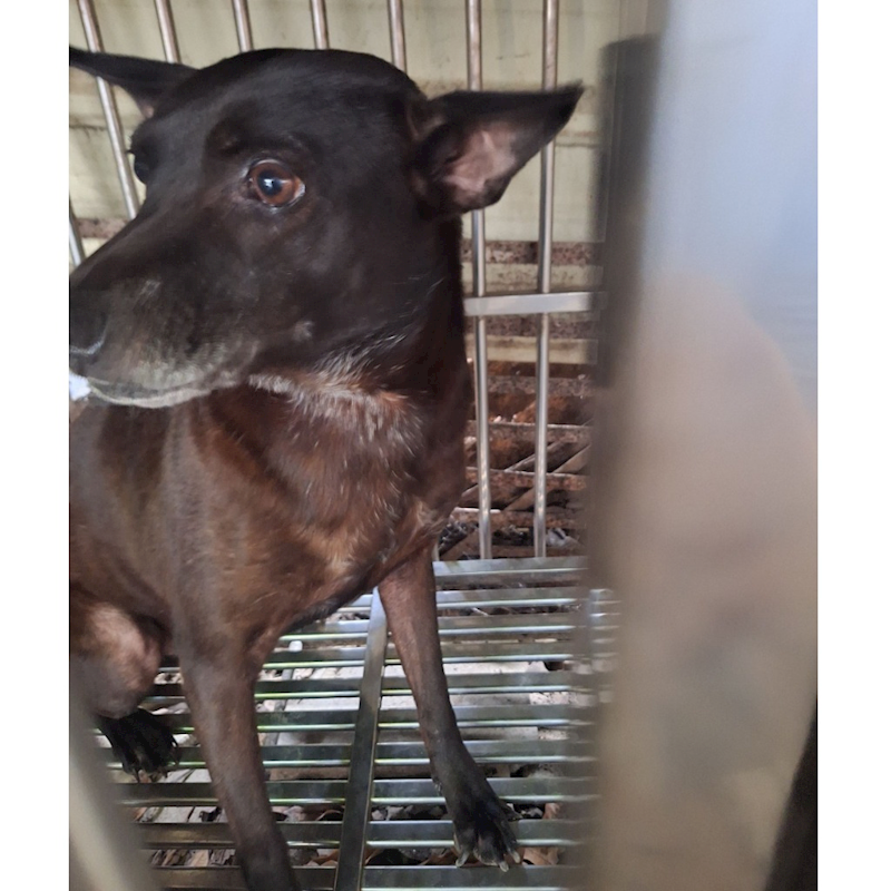 雲林縣流浪動物收容所,編號:97577, 混種犬          