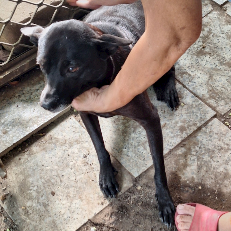 雲林縣流浪動物收容所,編號:97576, 混種犬          