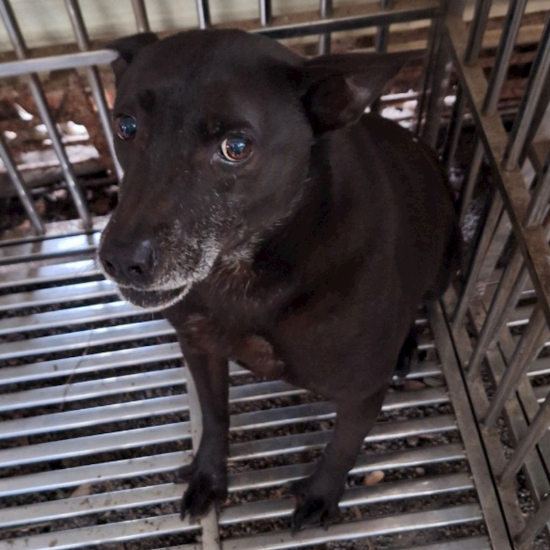 雲林縣流浪動物收容所,編號:97573, 混種犬          