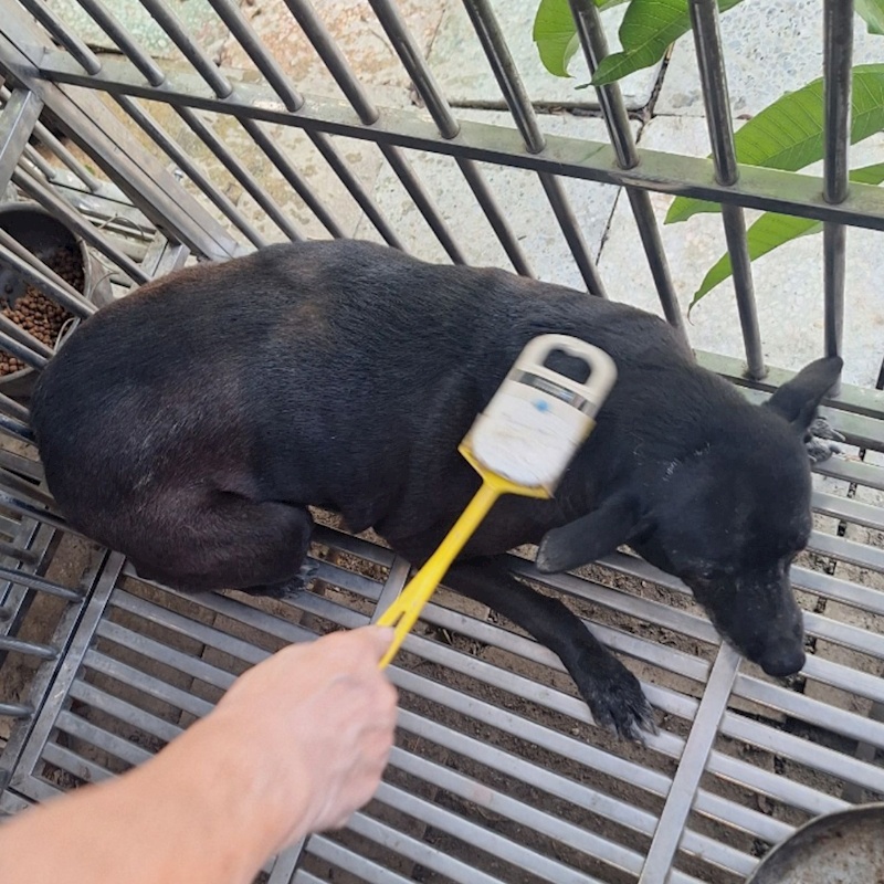 雲林縣流浪動物收容所,編號:96756, 混種犬          