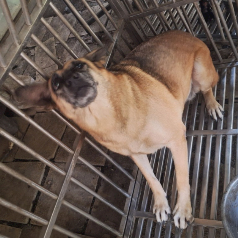雲林縣流浪動物收容所,編號:96751, 混種犬          