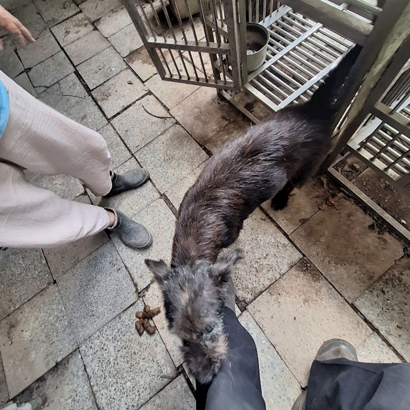 雲林縣流浪動物收容所,編號:95755, 混種犬          