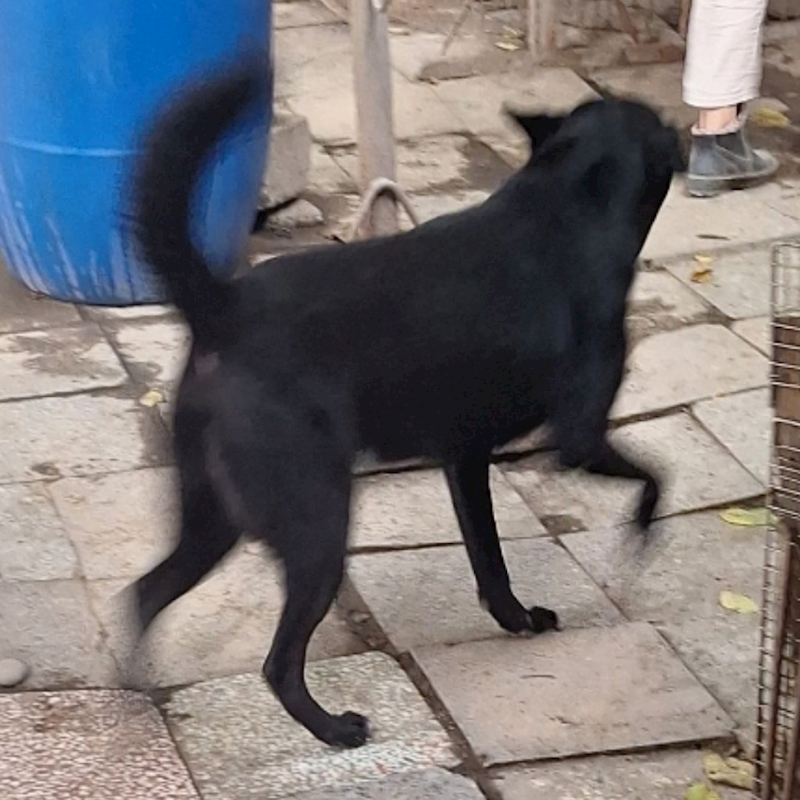 雲林縣流浪動物收容所,編號:84186, 混種犬          