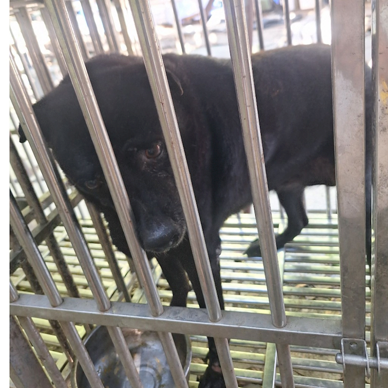 雲林縣流浪動物收容所,編號:78842, 混種犬          