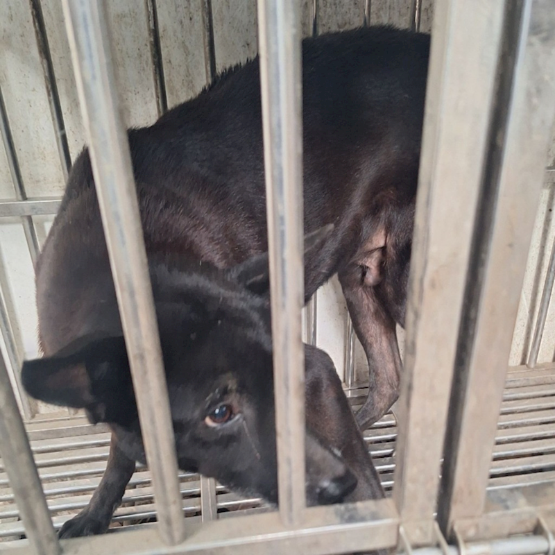 雲林縣流浪動物收容所,編號:64925, 混種犬          
