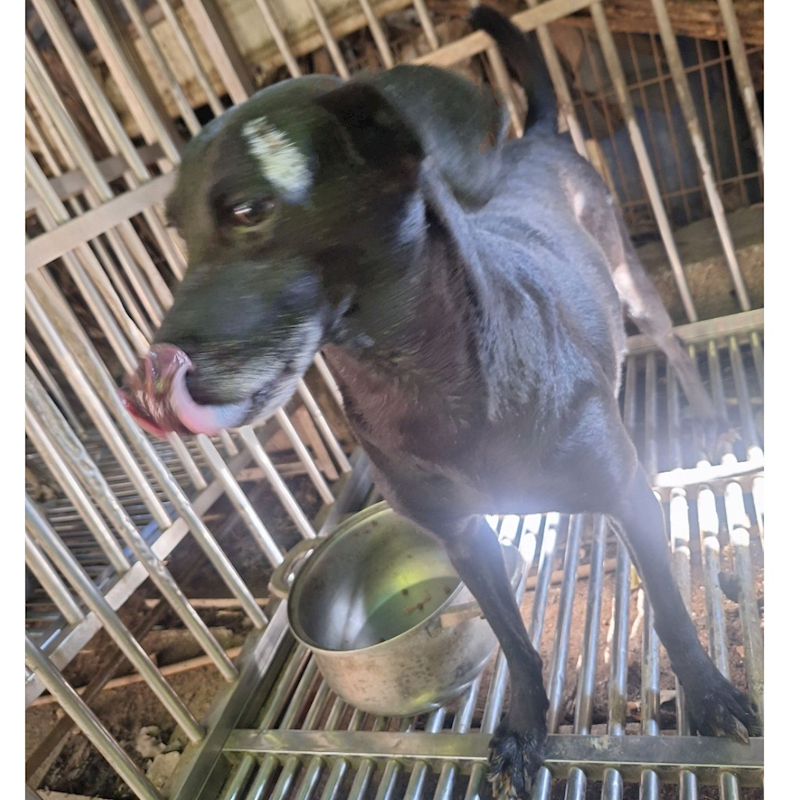 雲林縣流浪動物收容所,編號:63267, 混種犬          
