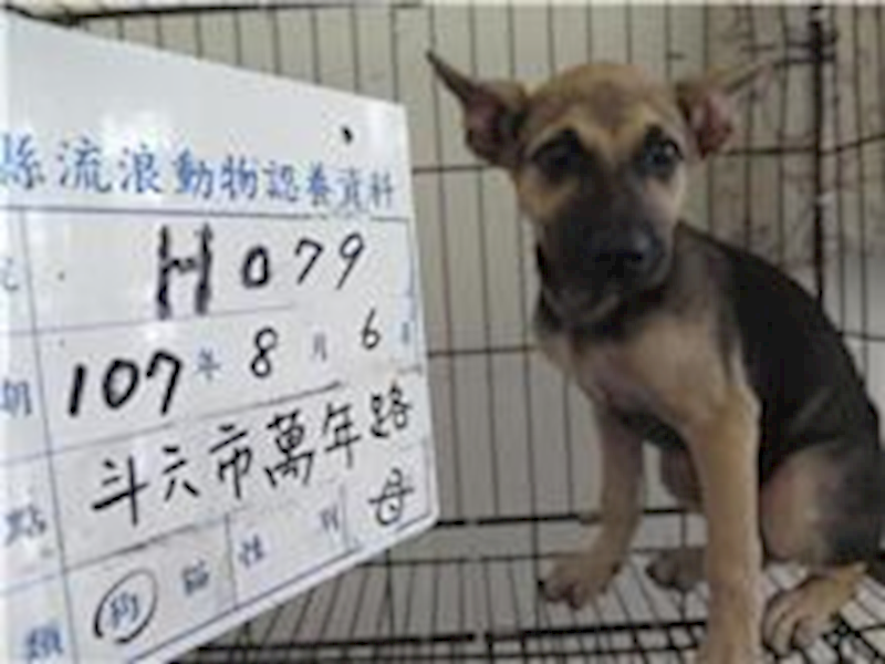 雲林縣流浪動物收容所,編號:60347, 混種犬          