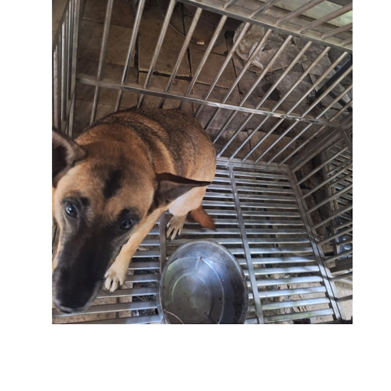 雲林縣流浪動物收容所,編號:39762, 混種犬          