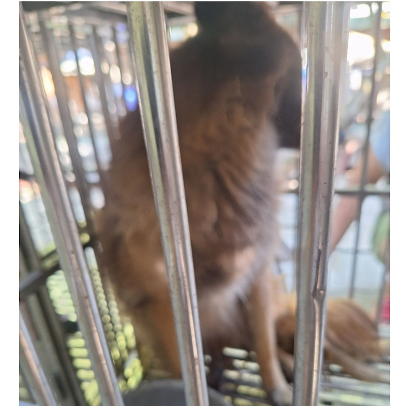 雲林縣流浪動物收容所,編號:32696, 混種犬          