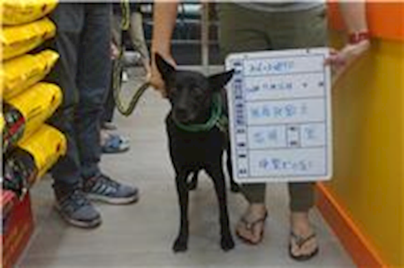 雲林縣流浪動物收容所,編號:28483, 混種犬          