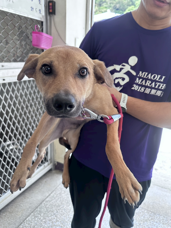 苗栗縣動物保護教育園區,編號:455946, 混種犬          