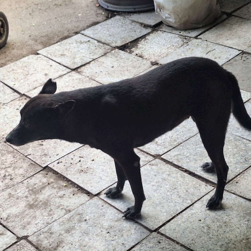 雲林縣流浪動物收容所,編號:27989, 混種犬          