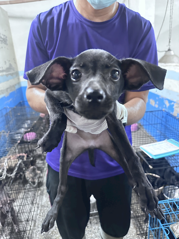 苗栗縣動物保護教育園區,編號:455993, 混種犬          