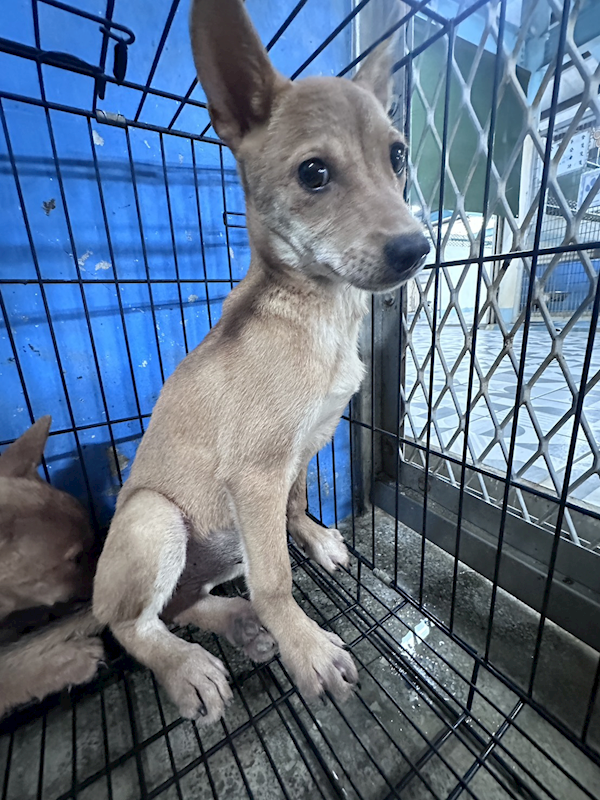 苗栗縣動物保護教育園區,編號:455995, 混種犬          