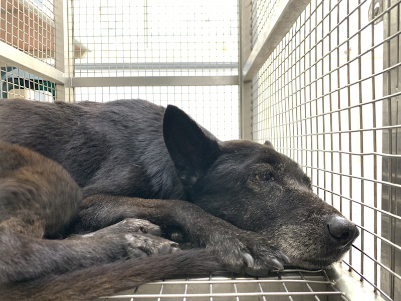 臺北市動物之家,編號:444899, 混種犬          