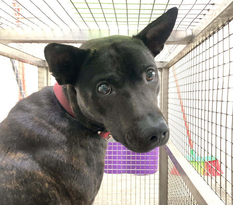 臺北市動物之家,編號:443254, 混種犬          