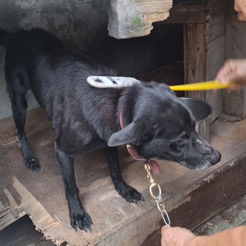 雲林縣流浪動物收容所,編號:27969, 混種犬          