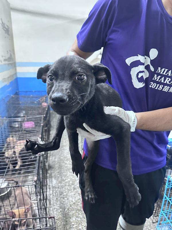 苗栗縣動物保護教育園區,編號:455994, 混種犬          
