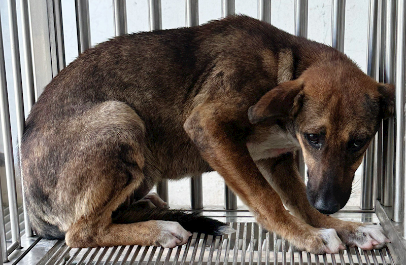 花蓮縣狗貓躍動園區,編號:451815, 混種犬          