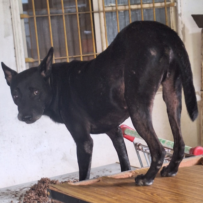雲林縣流浪動物收容所,編號:27937, 混種犬          