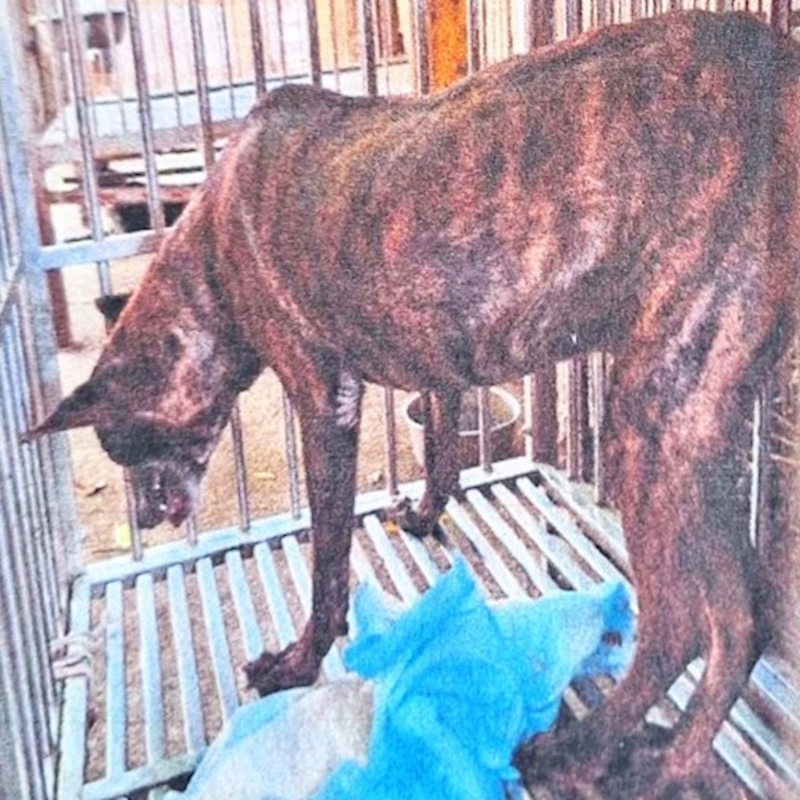 雲林縣流浪動物收容所,編號:27890, 混種犬          