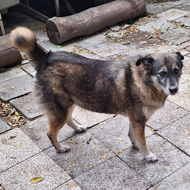 雲林縣流浪動物收容所,編號:27370, 混種犬          