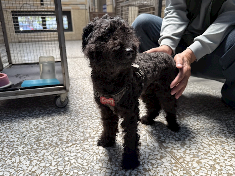 高雄市壽山動物保護教育園區,編號:455966, 貴賓犬        