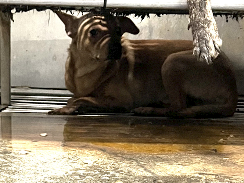 彰化縣流浪狗中途之家,編號:451556, 混種犬          