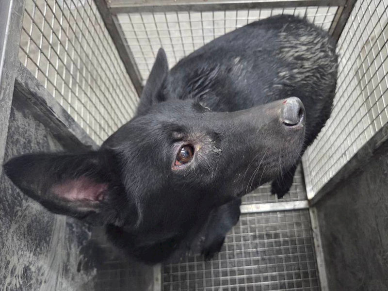 臺北市動物之家,編號:451344, 混種犬          