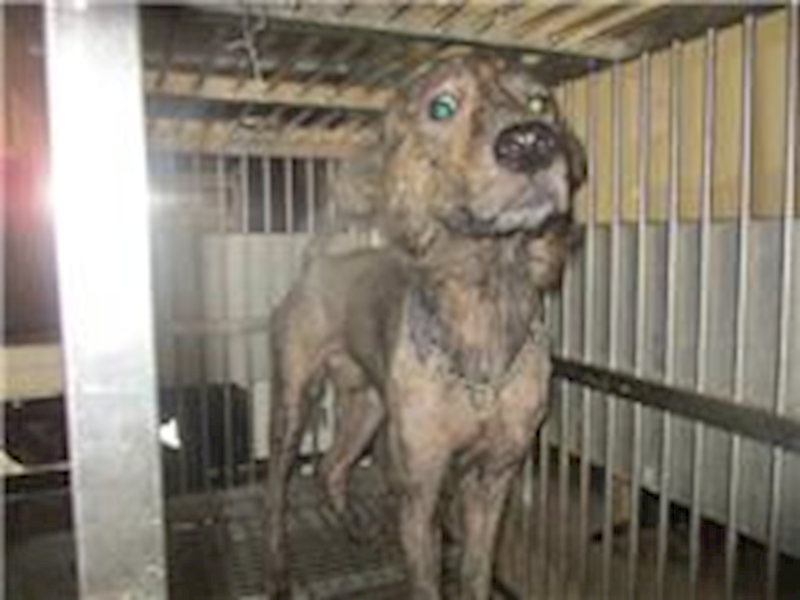桃園市動物保護教育園區,編號:110903, 混種犬          