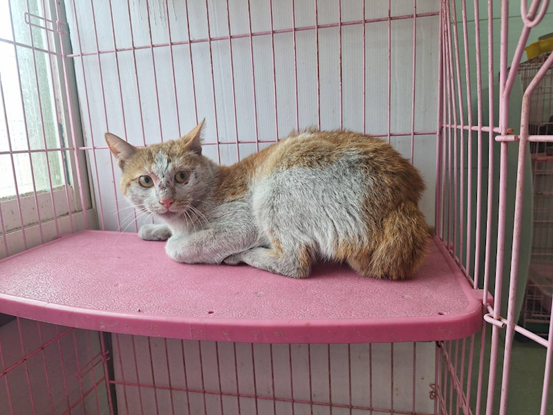 臺北市動物之家,編號:449991, 混種貓                 
