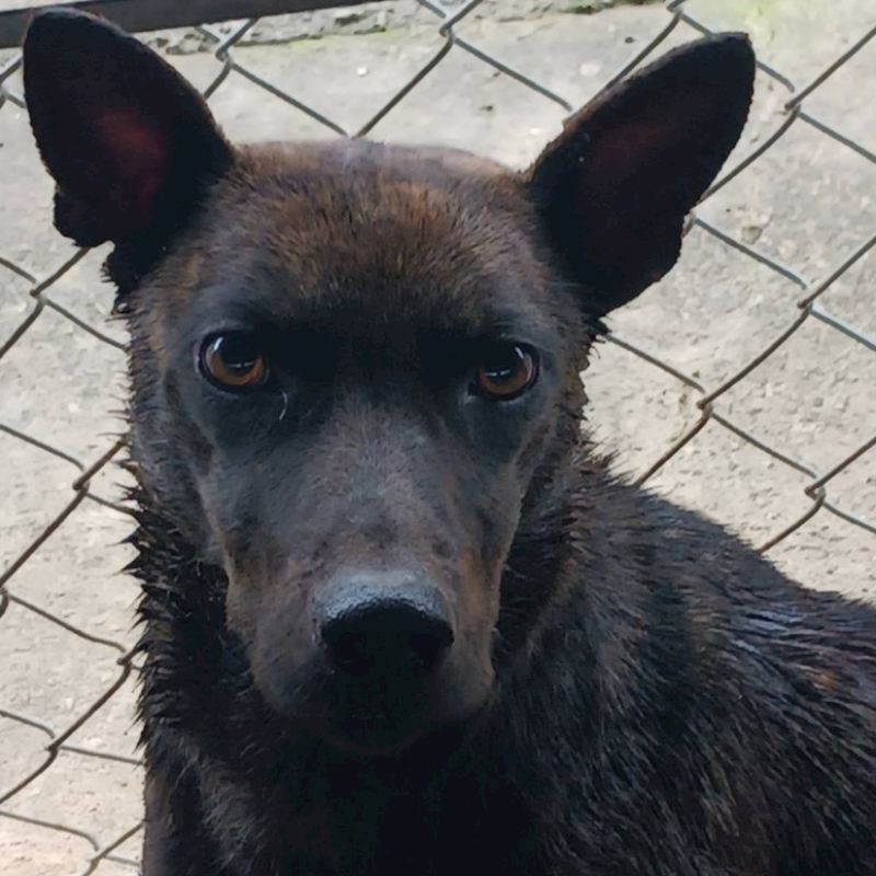 雲林縣流浪動物收容所,編號:441340, 混種犬          
