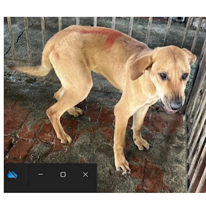 雲林縣流浪動物收容所,編號:442608, 混種犬          