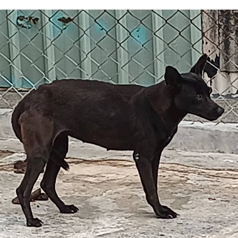 雲林縣流浪動物收容所,編號:172043, 混種犬          