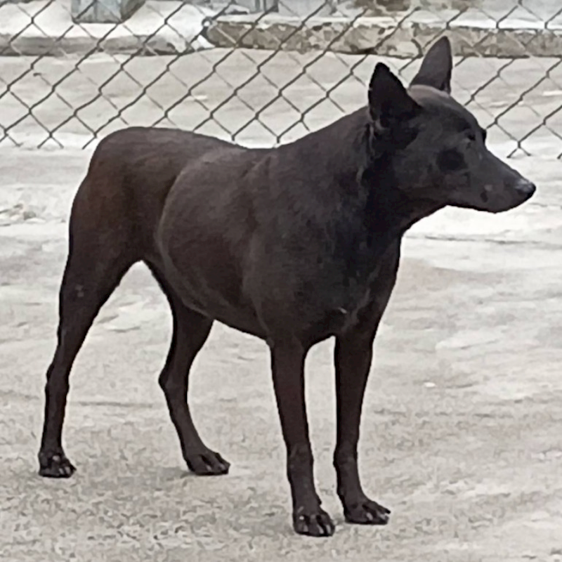 雲林縣流浪動物收容所,編號:160126, 混種犬          