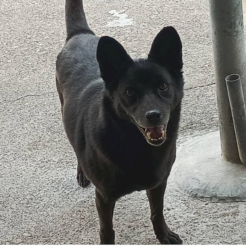 雲林縣流浪動物收容所,編號:146633, 混種犬          
