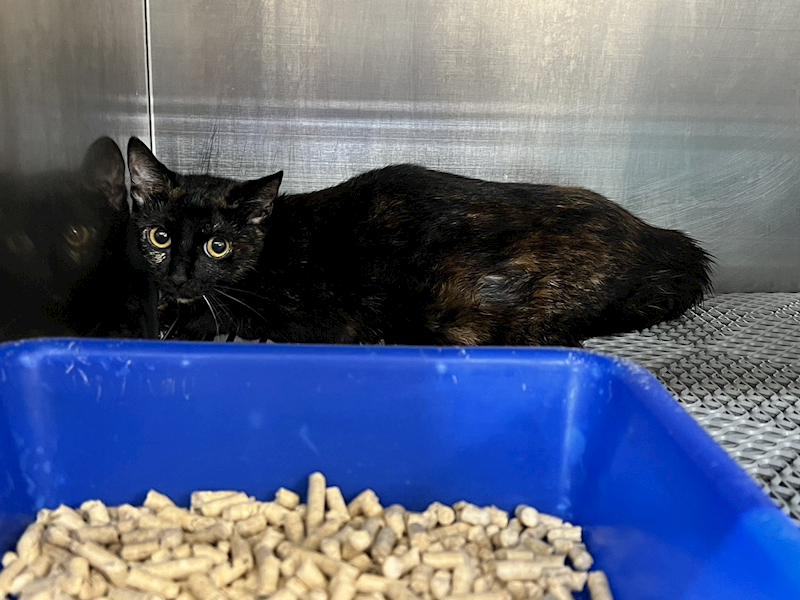 桃園市動物保護教育園區,編號:407616, 混種貓                 