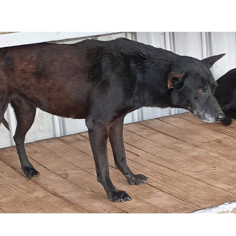 雲林縣流浪動物收容所,編號:186507, 混種犬          