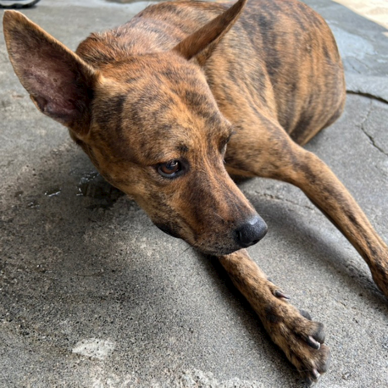 雲林縣流浪動物收容所,編號:206741, 混種犬          