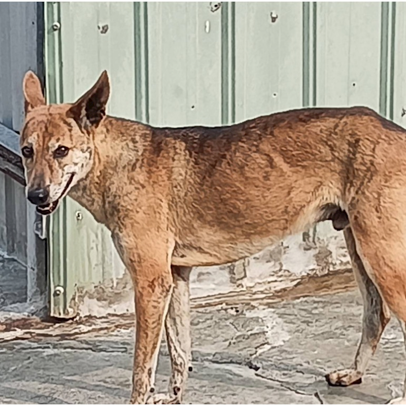 雲林縣流浪動物收容所,編號:212543, 混種犬          