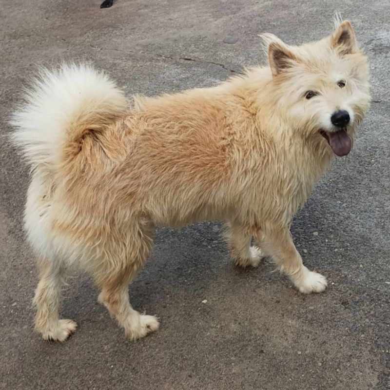 雲林縣流浪動物收容所,編號:313138, 混種犬          