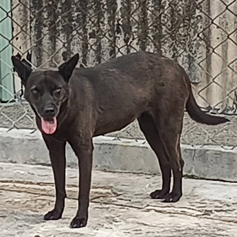 雲林縣流浪動物收容所,編號:347833, 混種犬          