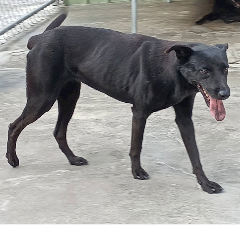 雲林縣流浪動物收容所,編號:347852, 混種犬          