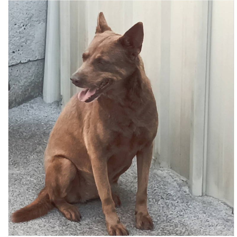 雲林縣流浪動物收容所,編號:347947, 混種犬          